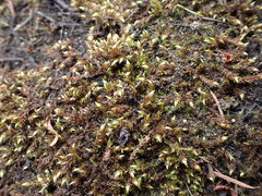 Sarmentypnum exannulatum