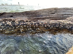 Amphibalanus reticulatus