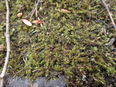 Sarmentypnum exannulatum