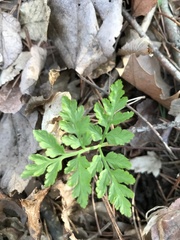 Botrypus virginianus