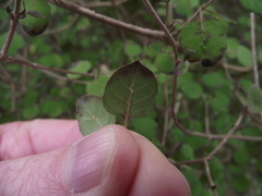 Coprosma rotundifolia
