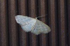 Scopula nesciaria