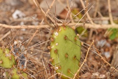 Opuntia abjecta