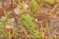 Opuntia abjecta