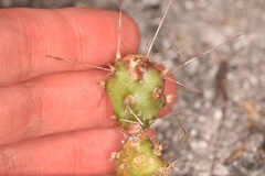 Opuntia abjecta