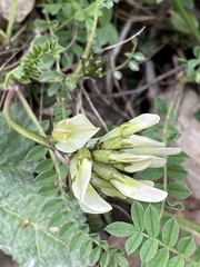 Astragalus fragrans