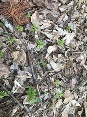 Botrypus virginianus