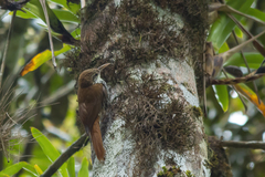 Lepidocolaptes squamatus