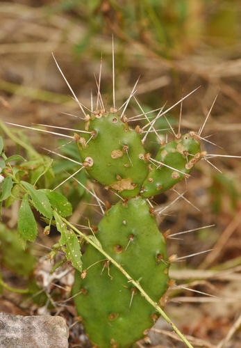 Big Pine Key Pricklypear (Opuntia abjecta)