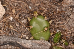Opuntia abjecta