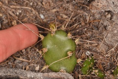 Opuntia abjecta