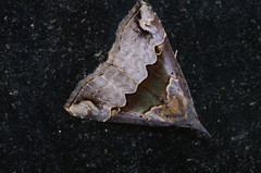 Hypena gonospilalis