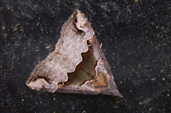 Hypena gonospilalis