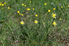Crepis chondrilloides