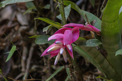 Billbergia euphemiae