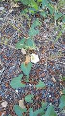 Calystegia occidentalis occidentalis