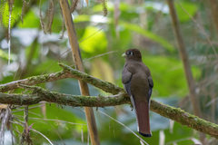 Trogon rufus chrysochloros