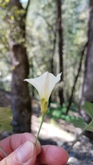 Calystegia occidentalis occidentalis