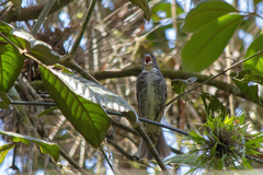 Sporophila frontalis