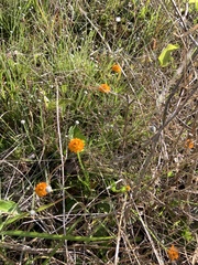Polygala lutea