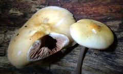 Pluteus leoninus