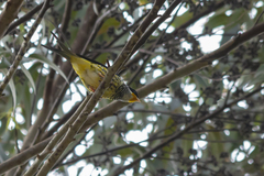 Phibalura flavirostris