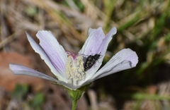 Acmaeodera neglecta neoneglecta
