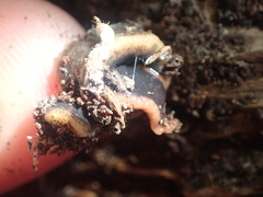 Arthurdendyus triangulatus