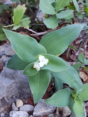 Tradescantia brevifolia