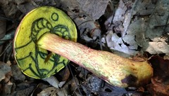 Xerocomus sclerotiorum