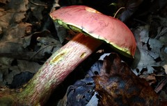 Xerocomus sclerotiorum