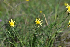 Crepis chondrilloides