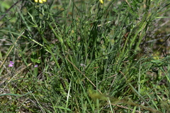Crepis chondrilloides