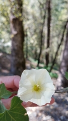 Calystegia occidentalis occidentalis