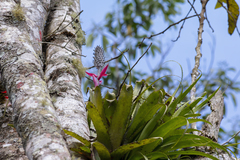 Aechmea triangularis