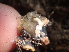 Arthurdendyus triangulatus