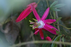 Passiflora speciosa