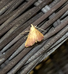 Endotricha olivacealis