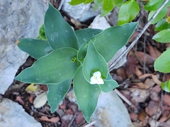 Tradescantia brevifolia