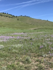 Penstemon secundiflorus