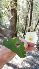 Calystegia occidentalis occidentalis