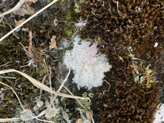 Trapelia placodioides