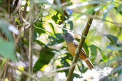 Mionectes rufiventris