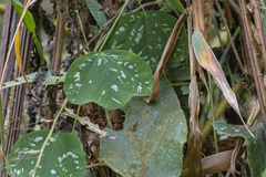 Passiflora porophylla