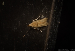 Atheropla nigricincta