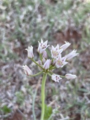 Amerallium