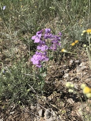 Penstemon secundiflorus