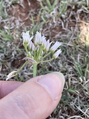 Amerallium