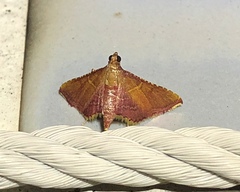 Endotricha olivacealis