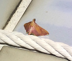 Endotricha olivacealis